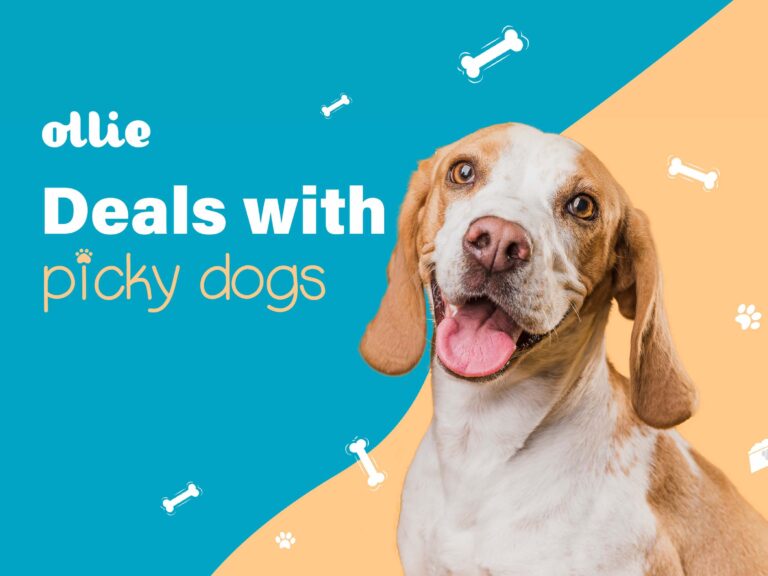 How To Get A Picky Dog To Eat Its Food? Causes And Solutions For "picky